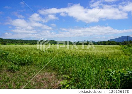 A vast field of buckwheat in the depths of Shintotsukawa Town. A vast field of buckwheat in the depths of Shintotsukawa Town. 129156178