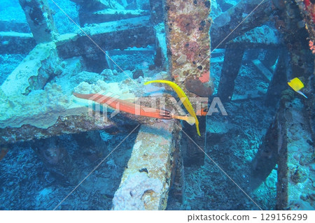 Two nuptial colorings of a stingray fish (underwater photo) 129156299