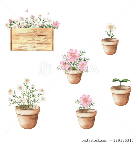 Watercolor set of clay pots with blooming daisies and pink cosmos flowers, green sprout and wooden planter box. Isolated on white background, gardening and floral decor concept Watercolor set of clay pots with blooming daisies and pink cosmos flowers, green sprout and wooden planter box. Isolated on white background, gardening and floral decor concept 129156315