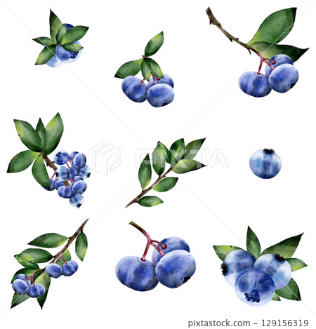 Seamless watercolor pattern in Blueberries with leaves, on a white background. Set. Isolated. Botanical illustration in realistic style. Hand drawn for design, fabric printing, scrapbooking, cards. 129156319
