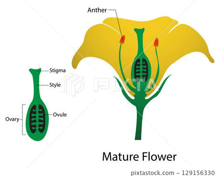 illustration of biology and plant kingdom, stamen and carpel mature, Mature flower diagram, a mature plant that is flowering, fusion of sperm and egg from the same flower 129156330