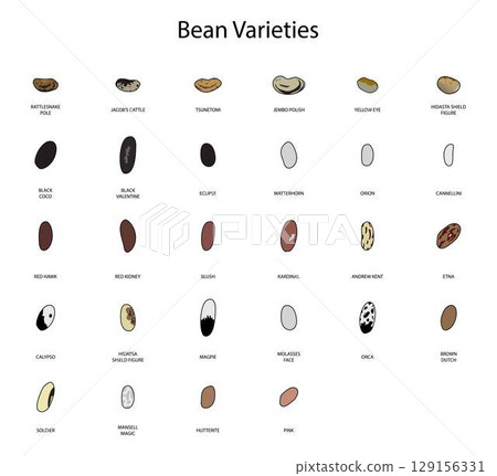 illustration of biology and agriculture, Bean Varieties, Types of Beans, varieties of common beans, Different Types of Edible Beans for the Garden 129156331