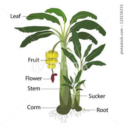 illustration of a plant, banana plant is the largest herbaceous flowering plant, banana fruits grow from a banana blossom in hanging clusters, Banana leaves grow in a spiral 129156333