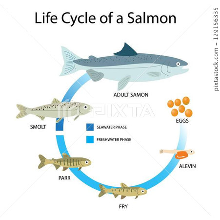 illustration of animals and biology, Life cycle of a Salmon, salmons have an average lifespan of 7 years, salmons comprises six stages, egg, alevin, fry, parr, smolt, and adult illustration of animals and biology, Life cycle of a Salmon, salmons have an average lifespan of 7 years, salmons comprises six stages, egg, alevin, fry, parr, smolt, and adult 129156335