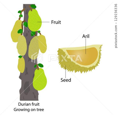 illustration of biology and plant kingdom, durian fruit on tree, anatomy of durian fruit, The durian is the edible fruit, Durian fruit growing on tree 129156336