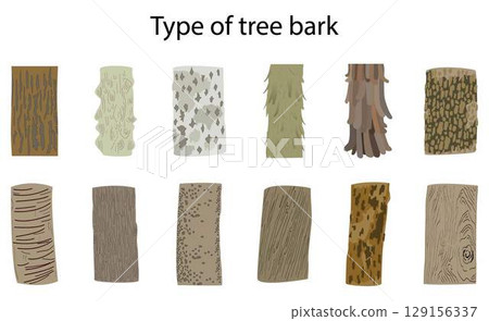 illustration of biology and plant kingdom, Tree Bark Texture, Bark is the outermost layer of stems and roots of woody plants, Plants with bark include trees, woody vines and shrub, Type of tree bark 129156337