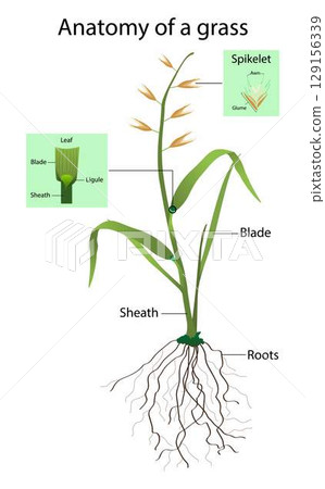 illustration of biology and agriculture, Anatomy of a grass, vegetation consisting of typically short plants with long, narrow leaves, growing wild or cultivated on lawns and pasture illustration of biology and agriculture, Anatomy of a grass, vegetation consisting of typically short plants with long, narrow leaves, growing wild or cultivated on lawns and pasture 129156339