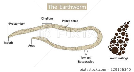 illustration of biology and animal, anatomy of earthworms, Earthworm structure, Form and function, the basic shape of the earthworm is a cylindrical tube illustration of biology and animal, anatomy of earthworms, Earthworm structure, Form and function, the basic shape of the earthworm is a cylindrical tube 129156340