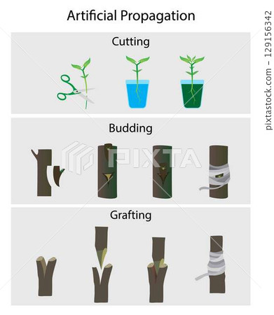 illustration of agriculture and gardening, artificial propagation of plant, Type of Vegetative Propagation, reproduction is the growth and development of a plant by asexual means, Grafting and budding 129156342