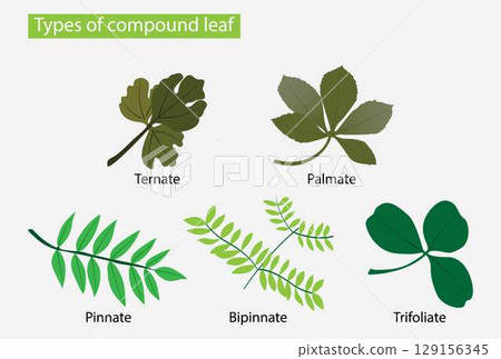 illustration of biology and plant kingdom, Types of compound leaf, leaves are any of the principal appendages of a vascular plant stem, Leaflets are attached to the tip of the petiole 129156345