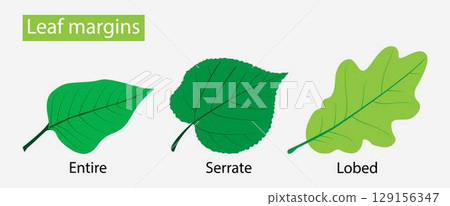 illustration of Biology and plant kingdom, Leaf margins, the structure or appearance of the margins of the leaves, The leaf margin is the boundary area extending along the edge of the leaf 129156347