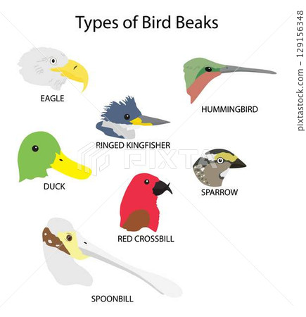 illustration of biology and animals, Types of bird beaks, Beaks of Specialist Birds, Birds Eating Flying Insects, beak is used for eating, preening, manipulating objects, killing prey, fighting 129156348