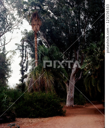 Jungle Trail 129156383