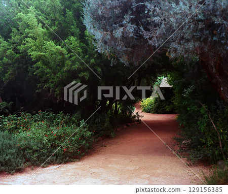 Jungle Trail 129156385