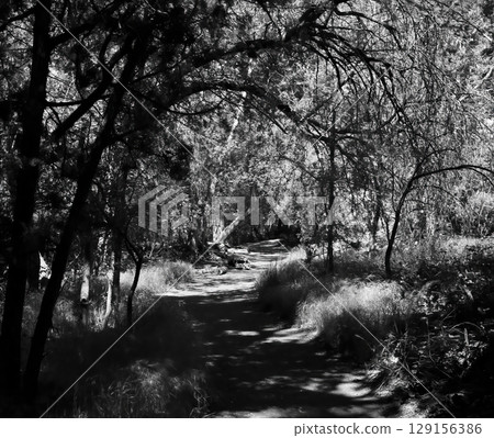 Jungle Trail 129156386