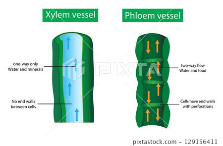 illustration of biology, Xylem vessel and Phloem vessel, Transport in plants, Xylem moves water from roots to the leaves, and phloem moves food from the leaves to the rest of the plant 129156411