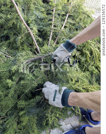 Gardener's hands in the protective gloves trimming yew with pruning shears. , Trimming yew Taxus baccata. Gardening. Gardener trimming hedge with garden shears. 129156572
