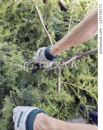 Gardener's hands in the protective gloves trimming yew with pruning shears. , Trimming yew Taxus baccata. Gardening. Gardener trimming hedge with garden shears. 129156573