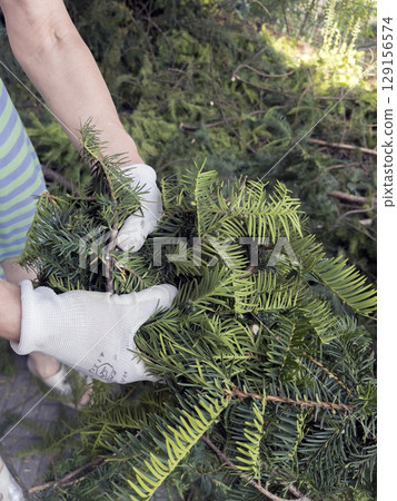 A gardener's hand in protective gloves collects trimmed branches of the yew tree Taxus baccata in a bag. Gardening. 129156574