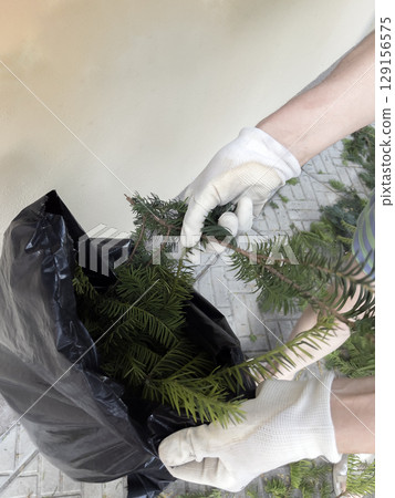 A gardener's hand in protective gloves collects trimmed branches of the yew tree Taxus baccata in bag. Gardening. 129156575