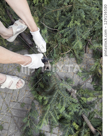 A gardener's hand in protective gloves shreds cut branches of a yew tree, Taxus baccata, with pruning shears. Gardening. A gardener's hand in protective gloves shreds cut branches of a yew tree, Taxus baccata, with pruning shears. Gardening. 129156580