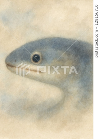 鰻魚臉圖 129156710