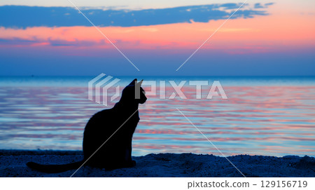 Silhouette of a cat at sunrise on a sea beach. Charming morning scene for relaxation, vacation, pet, nature themes 129156719