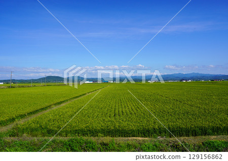 The vast rice-growing area of Shintotsukawa Town 129156862