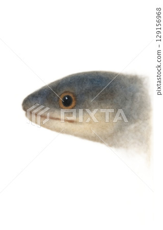 鰻魚臉圖 129156968