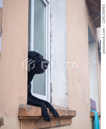 black dog looks out the window. The dog watches those around him. Pet in the window. The animal is alone at home. 129156993