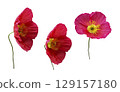 Bright pink poppy flowers with stem set, decorative garden plants, isolated object cut out with clipping path, soft selective focus 129157180