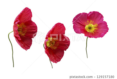 Bright pink poppy flowers with stem set, decorative garden plants, isolated object cut out with clipping path, soft selective focus 129157180