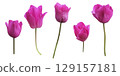 Bright pink tulips set with stems first spring garden flowers, cutout with clipping path isolated object, beautiful single springtime plant, floral element of design, decor, soft selective focus 129157181