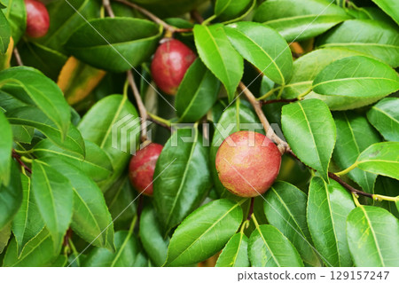 Camellia fruit (camellia oil, the raw material for camellia oil) Camellia fruit (camellia oil, the raw material for camellia oil) 129157247