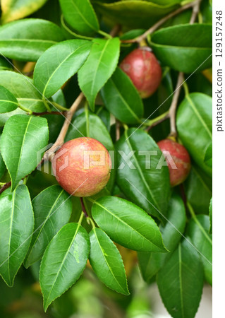 Camellia fruit (camellia oil, the raw material for camellia oil) Camellia fruit (camellia oil, the raw material for camellia oil) 129157248