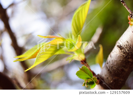Young leaves from a cherry tree 129157609