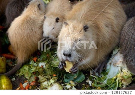 group of muskrats eating fresh fruits and sald group of muskrats eating fresh fruits and sald 129157627