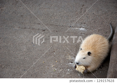 group of muskrats eating fresh fruits and sald group of muskrats eating fresh fruits and sald 129157628