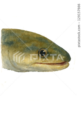 鰻魚臉圖 129157666