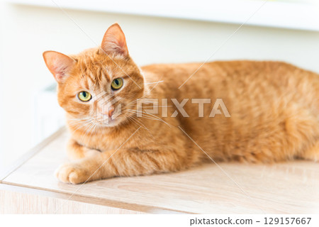 Red domestic cat sleeping near radiator 129157667