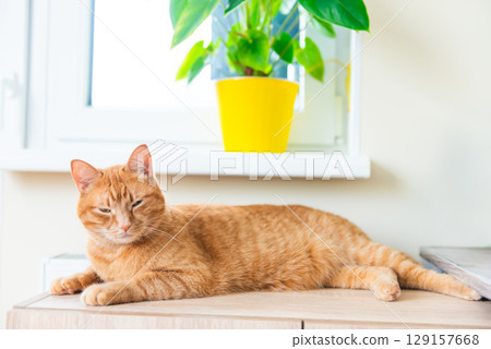 Red domestic cat laying in cozy room Red domestic cat laying in cozy room 129157668