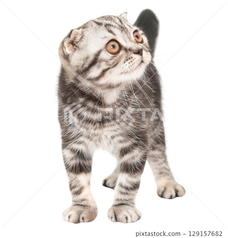 Little kitten Scottish fold cat 129157682