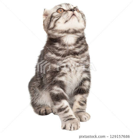 Little kitten Scottish fold cat 129157686