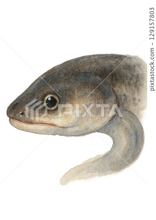 鰻魚臉圖 129157803