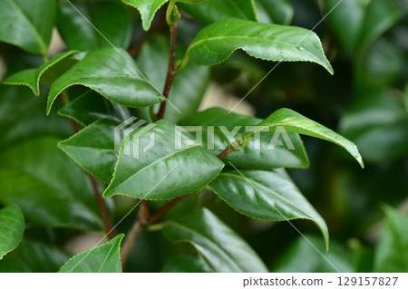 Beautiful fresh greenery (ecology: SDGs) green leaves oxygen 129157827