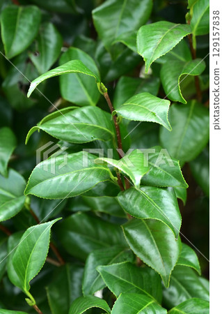 Beautiful fresh greenery (ecology: SDGs) green leaves oxygen Beautiful fresh greenery (ecology: SDGs) green leaves oxygen 129157838