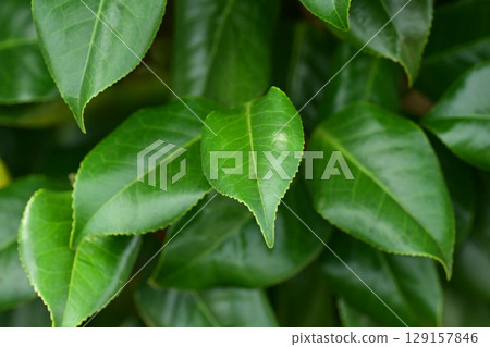 美麗新鮮的綠色植物(生態學:SDGs)綠葉氧氣 美麗新鮮的綠色植物(生態學:SDGs)綠葉氧氣 129157846