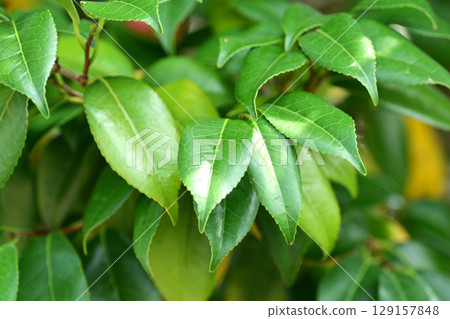 美麗新鮮的綠色植物（生態學：SDGs）綠葉氧氣 129157848