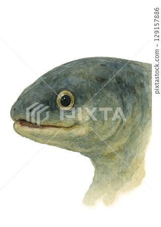 鰻魚臉圖 129157886
