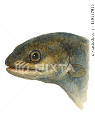 鰻魚臉圖 129157919